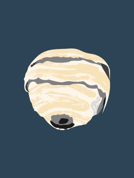 Hornissennest in Baumkrone