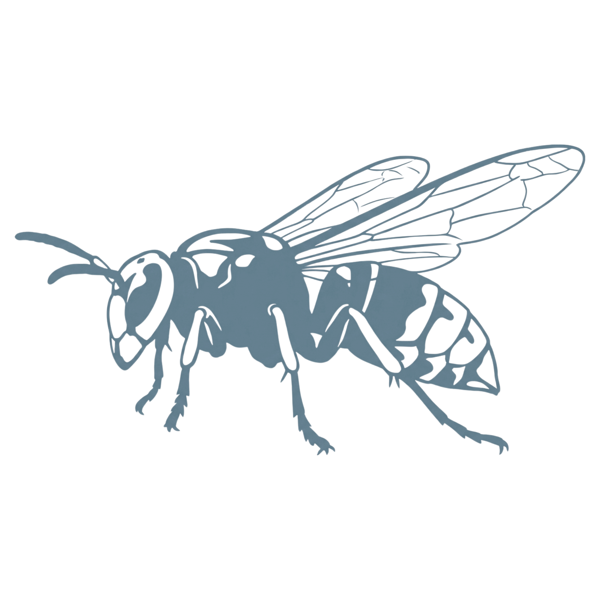 Nahaufnahme einer Asiatischen Hornisse — deutlich sichtbar: dunkler Körper und gelbe Beinenden