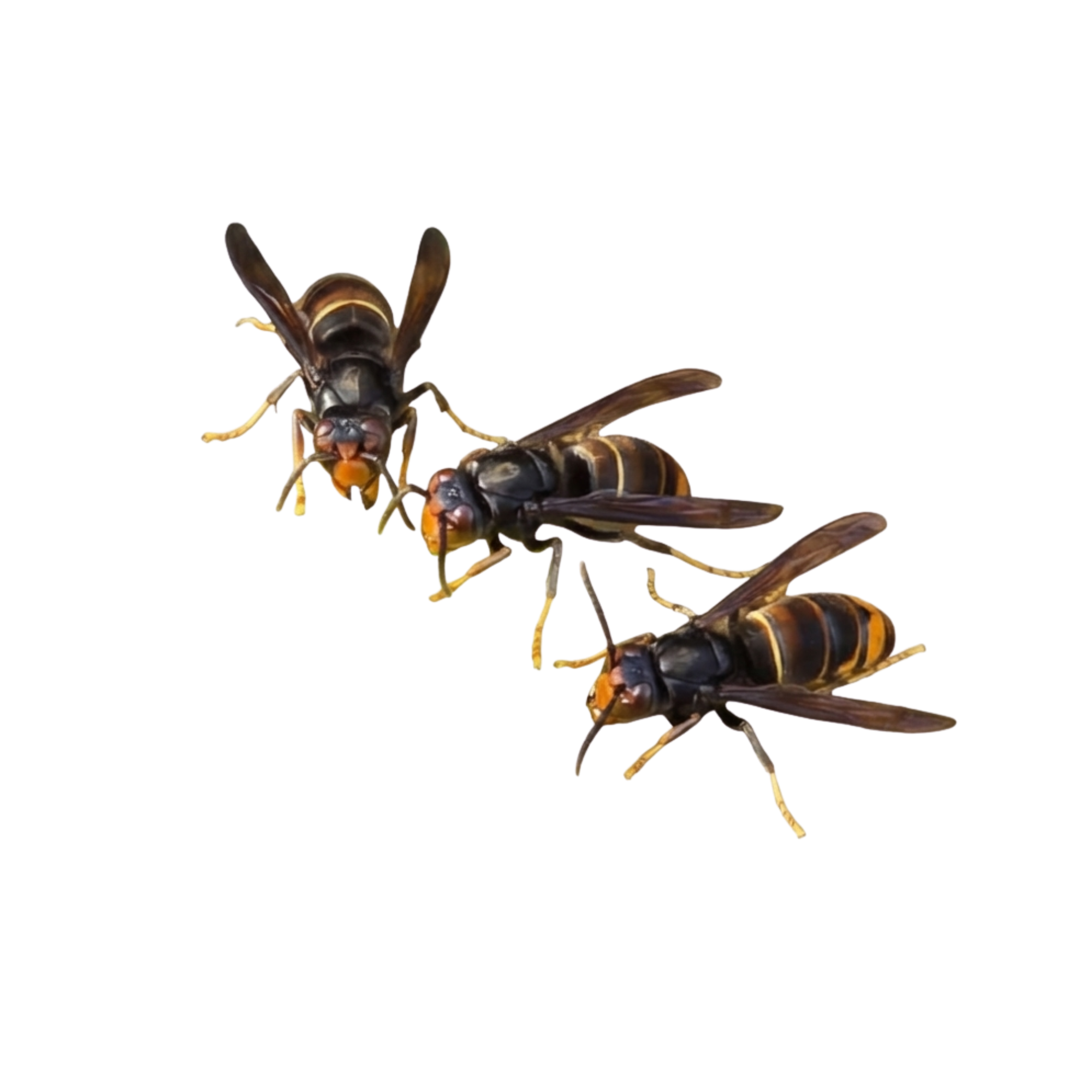 Gruppe von Asiatischen Hornissen — invasive Art bedroht heimische Bienenvölker